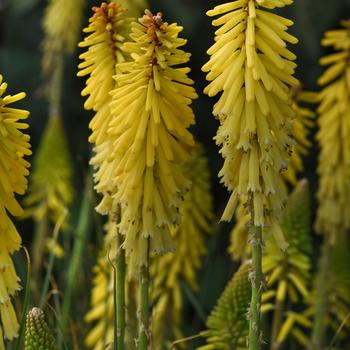 Kniphofia uvaria 'Glowstick'