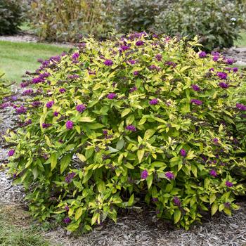 Buddleia 'Gold Drop'