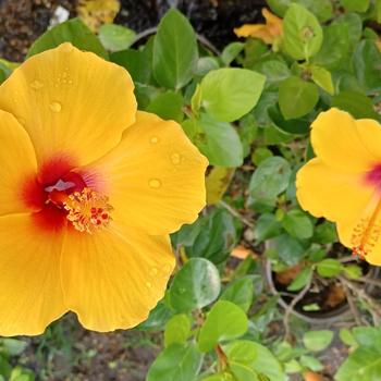 Hibiscus rosa-sinensis 'Yellow' 