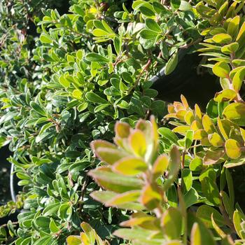 Arctostaphylos edmundsii 'Carmel Sur' 