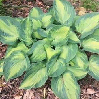 Hosta 'Sister Act' 