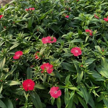 Dianthus chinensis x barbatus