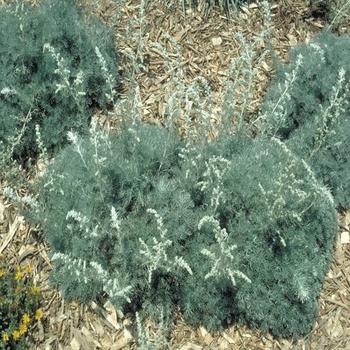 Artemisia pycnocephala 'David's Choice' 