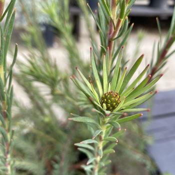 Leucadendron 'Crown Jubilee' 