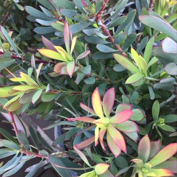 Leucadendron salignum 'Winter Red' 