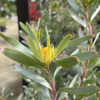 Leucadendron meridianum 'More Silver' 