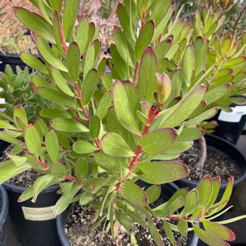 Leucadendron 'Wilson's Wonder' 