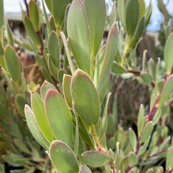 Leucadendron salignum 'Golden Tip' 