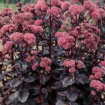 Sedum 'Night Embers' 