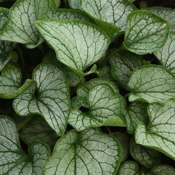 Brunnera macrophylla 'Frostbite' 