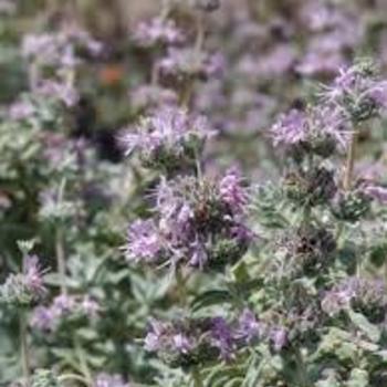 Salvia leucantha 'Point Sal Spreader' 
