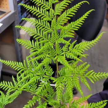 Pteris tremula