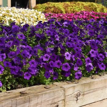 Petunia 'Blue' 