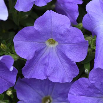 Petunia 'Blue Sky' 