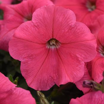 Petunia 'Coral' 