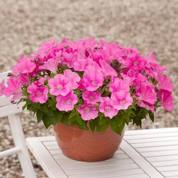 Petunia 'Pink' 