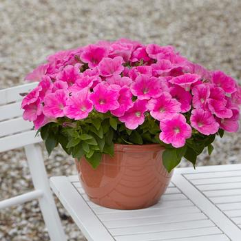 Petunia 'Pink Cosmo' 