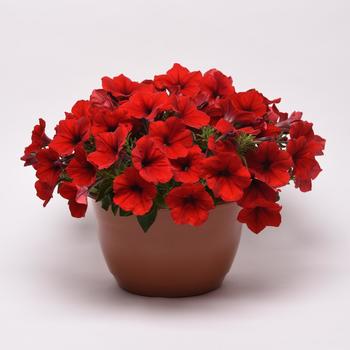 Petunia 'Red' 