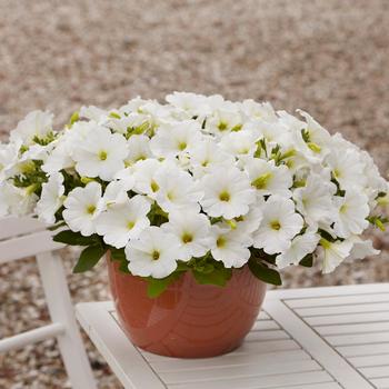 Petunia 'White' 