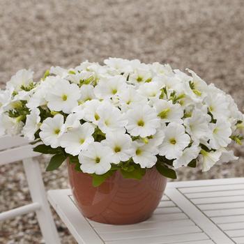 Petunia 'White Improved' 