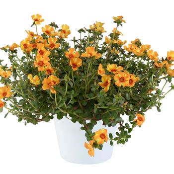 Portulaca oleracea 'Mango Twist' 