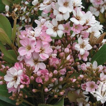 Rhaphiolepis 'Montic' 