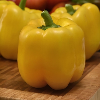 Capsicum annuum