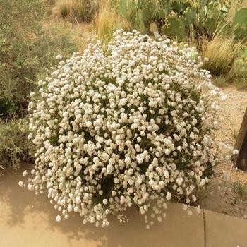 Eriogonum fasciculatum