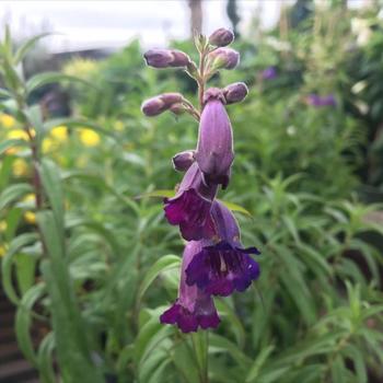 Penstemon x gloxinoides 'Midnight' 