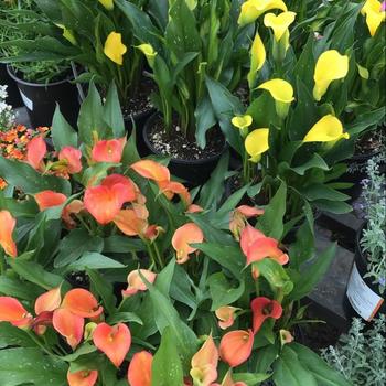 Zantedeschia aethiopica 'Hercules' 