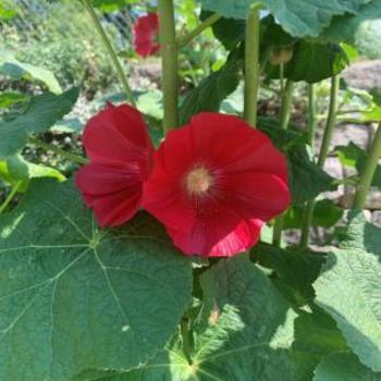 Alcea rosea