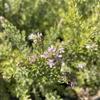 Westringia fruticosa 'Mia's Wonder' 