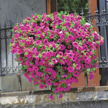 Petunia 'SUNpurple' PP16358, Can 1076