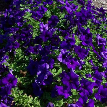 Petunia 'Giant Blue' 