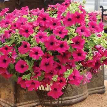 Petunia 'SUNlapur' PP13867, Can 1689