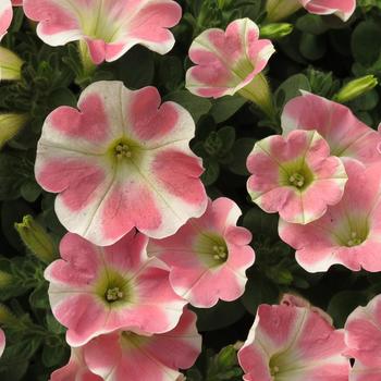 Petunia Surfinia® 'Heartbeat'