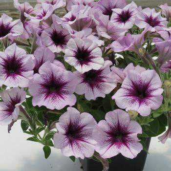 Petunia 'Heavenly Amethyst Burst' 