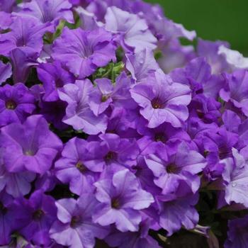 Petunia 'Heavenly Blue' 