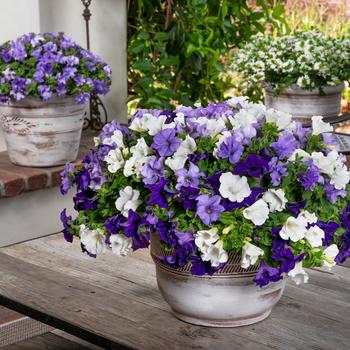 Petunia 'Heavenly Blues Mix' 