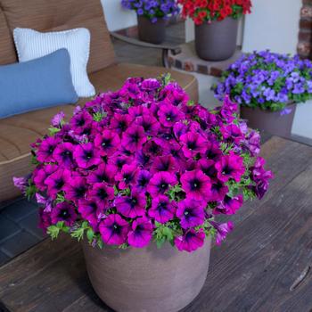 Petunia 'Heavenly Cabernet' 