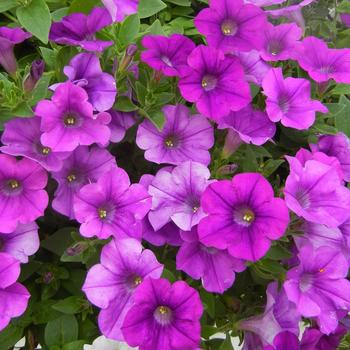 Petunia Surfinia® 'Baby Compact Purple'