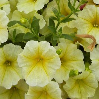 Petunia Surfinia® 'Patio Yellow'