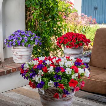 Petunia Surfinia® 'Patriot Mix'