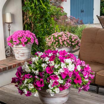 Petunia 'Pink Cheer' 