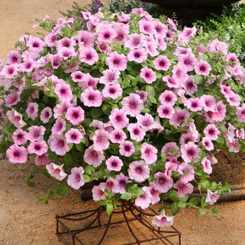 Petunia 'Pink Veined' 