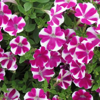 Petunia 'Purple Heart' 