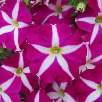 Petunia 'Purple Starshine' 