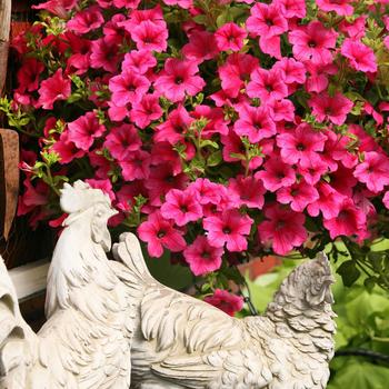 Petunia Surfinia® 'Rose Vein'