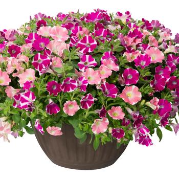 Petunia Surfinia® 'Sweethearts Mix'