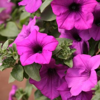 Petunia 'Wild Plum' 